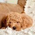 mini golden doodles near me