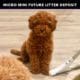 mini goldendoodle puppies near me