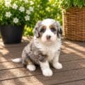 mini bernedoodle for sale near me
