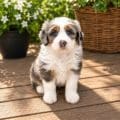 mini bernedoodle puppy for sale