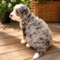 mini bernedoodles for sale