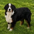 mini bernedoodle breeders