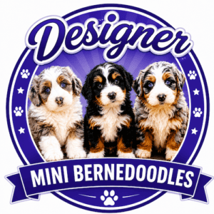Designer Mini Golden Doodle Puppies for sale